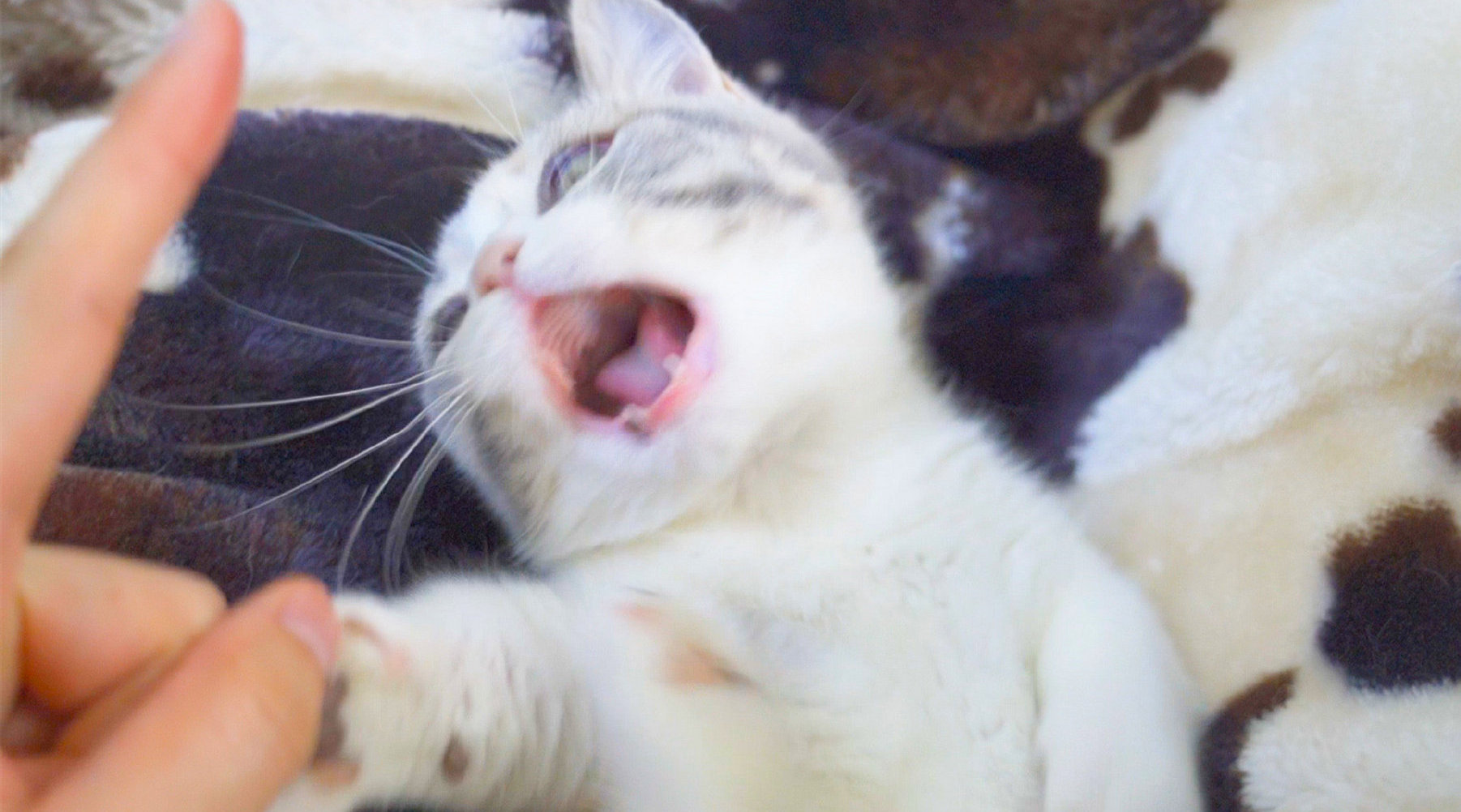 猫的速度是人的几倍? 我有手的时候...